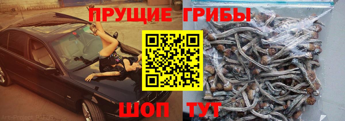 Псилоцибиновые грибы Cubensis  Галлюциногенные грибы мицелий  Камышин  Вход с VPN 